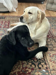 Black Labrador