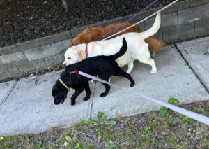 Black Labrador