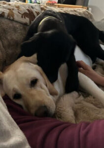 Black Labrador