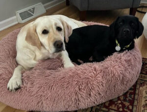 Black Labrador