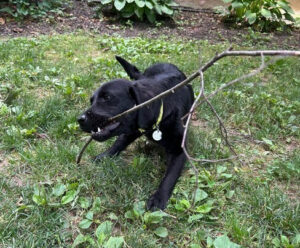 Black Labrador