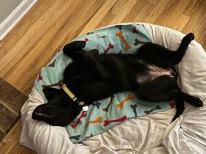 Black Labrador