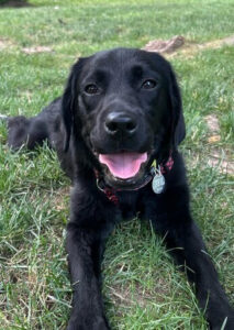 Black Labrador