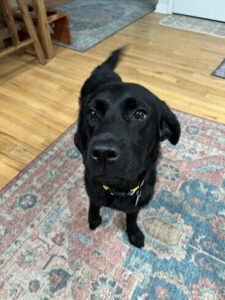 Black Labrador