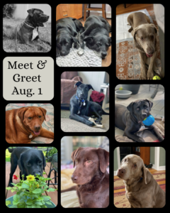 Meet and Greet flyer showing the dogs that are scheduled to be attending our meet and greet event on August 1
