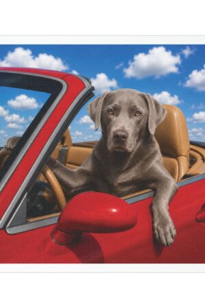 5" × 5" My Copilot Has Four Paws Silver Lab magnet featuring a realistic silver Labrador driving a red convertible beneath a bright blue sky.