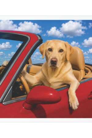 5" × 5" My Copilot Has Four Paws Yellow Lab magnet featuring a realistic yellow Labrador driving a red convertible with a blue sky background,