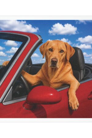 5" × 5" My Copilot Has Four Paws Fox Red Lab magnet featuring a realistic fox red Labrador driving a red convertible beneath a bright blue sky.