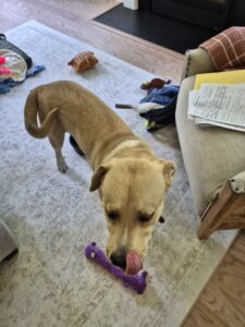 Yellow Labrador Mix