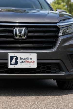 Brookline Lab Rescue aluminum license plate mounted on the front of a gray SUV displaying the official Brookline Lab Rescue logo.