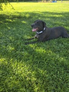 Black Labrador Retriever
