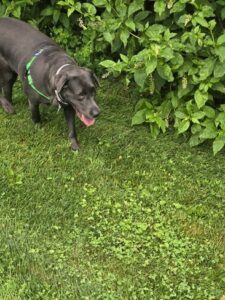 Black Labrador Retriever