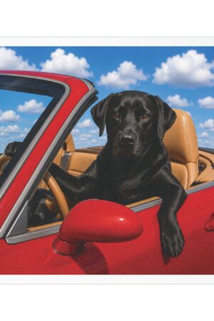 5" × 5" My Copilot Has Four Paws Black Lab magnet featuring a realistic black Labrador driving a red convertible beneath a bright blue sky.