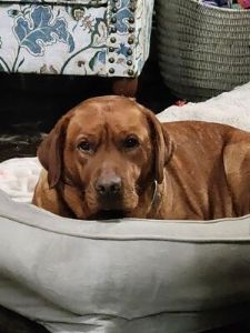 fox red labrador retriever