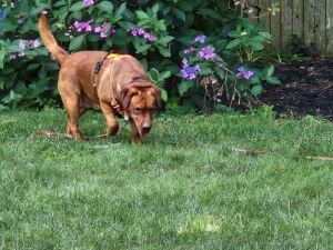 fox red labrador retriever
