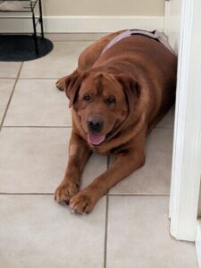 Yellow Labrador Retriever