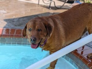 Yellow Labrador Retriever