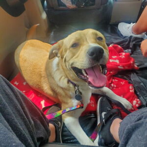 Yellow Labrador Mix