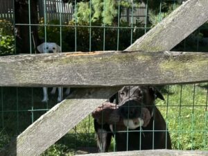 Black Labrador