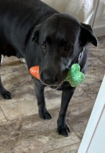 Black Labrador
