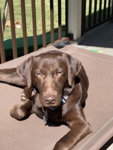 Chocolate Labrador