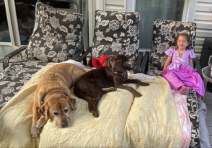 Chocolate Labrador