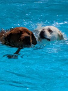 Yellow Labrador Retriever