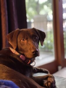 Chocolate Labardor Mix