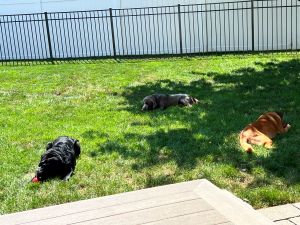 three Labs laying the shade