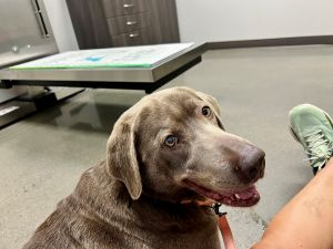silver labrador retriever
