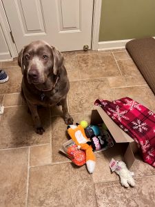 silver labrador retriever