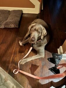 silver labrador retriever