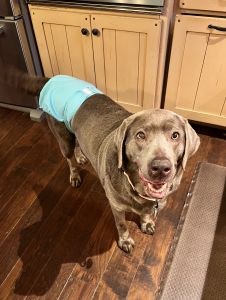 silver labrador retriever