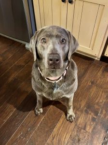 silver labrador retriever