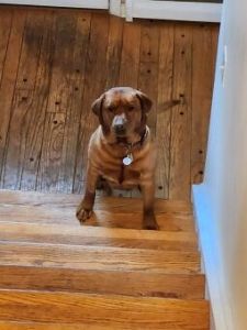 fox red labrador retriever