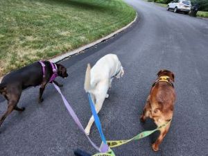 three labrador retrievers