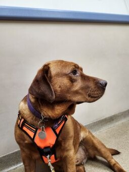 fox red labrador retriever