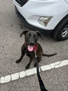 Black Labrador Mix