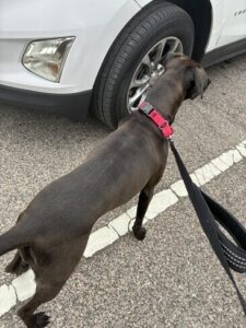 Black Labrador Mix