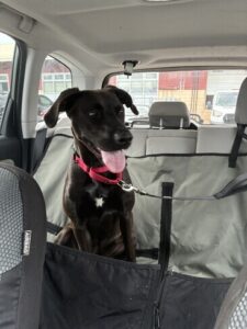 Black Labrador Mix