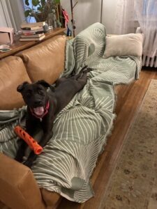 Black Labrador Mix
