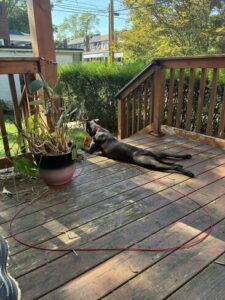 Black Labrador Mix