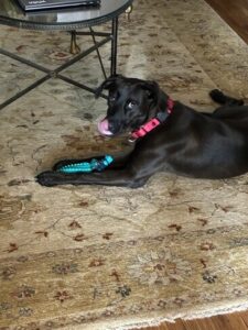 Black Labrador Mix