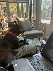 Black Labrador Mix