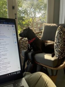 Black Labrador Mix