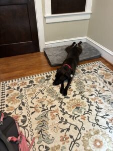 Black Labrador Mix