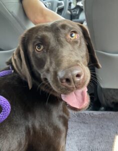 Chocolate Labrador Retriever