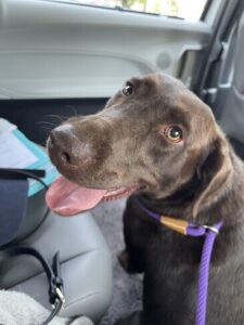 Chocolate Labrador Retriever