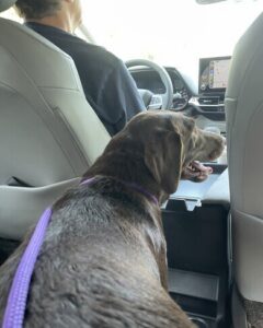 Chocolate Labrador Retriever