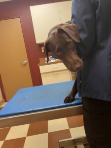 Chocolate Labrador Retriever